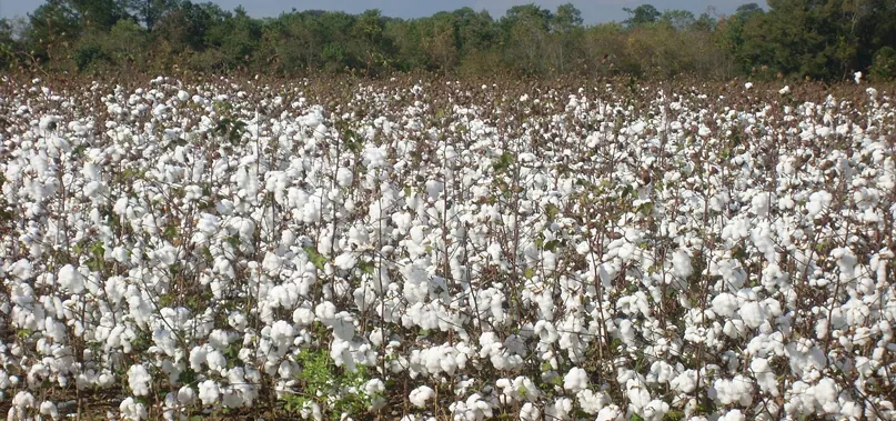 Cotton Textile Industry Ruined